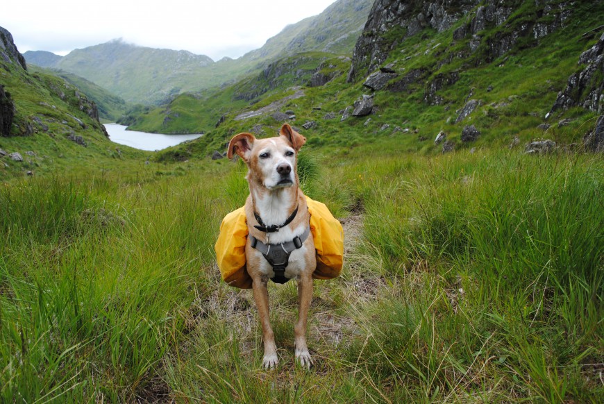 Hund] Packtaschen - verschiedene Modelle und Erfahrungen damit -  outdoorseiten.net